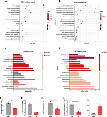 Alisol A inhibits and stabilizes atherosclerotic plaques by protecting vascular endothelial cells